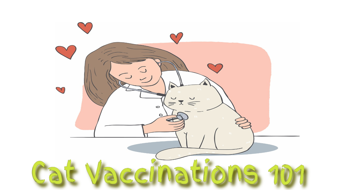 Cat Vaccinations 101 Everything You Need To Know About Cat