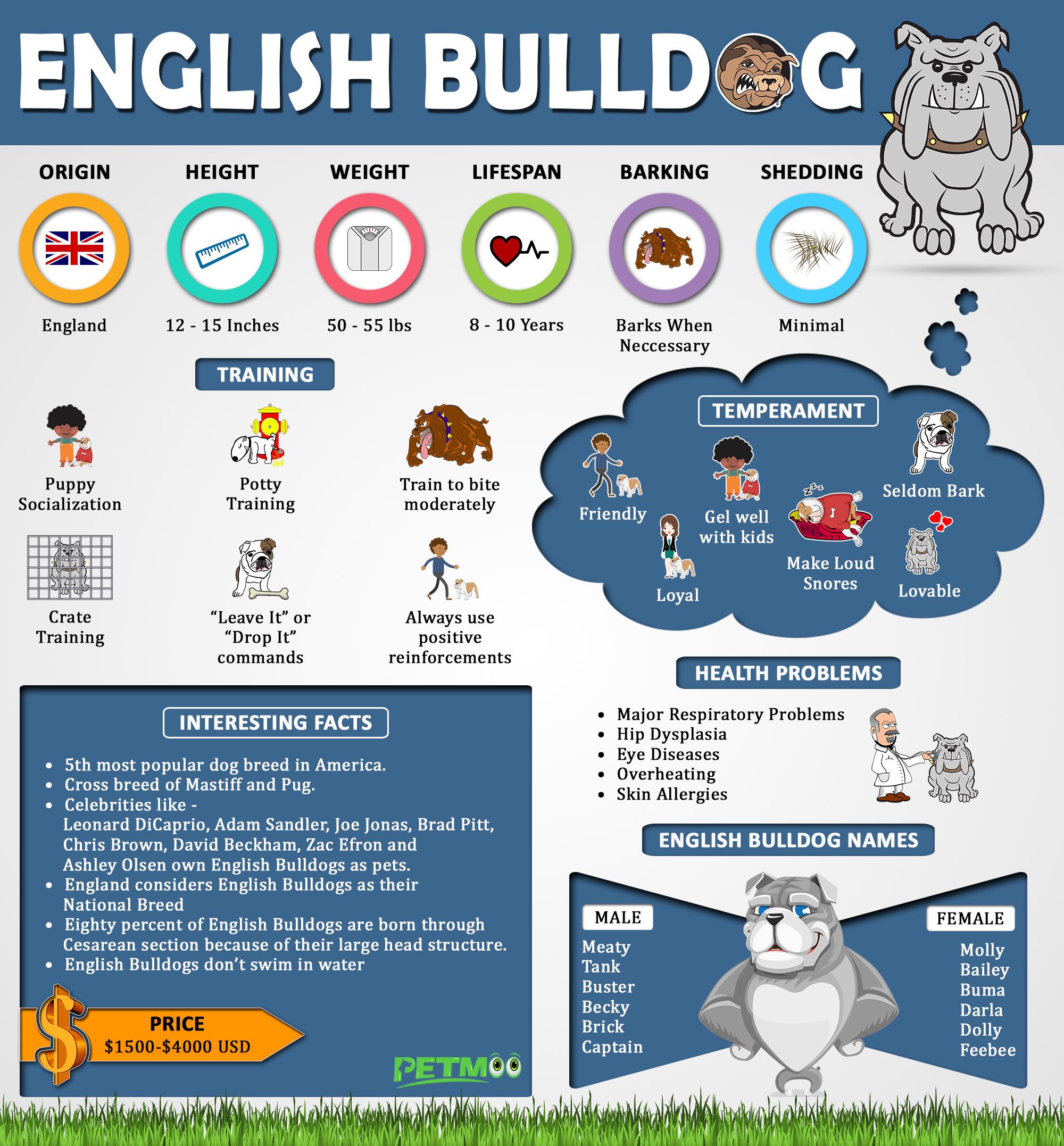 English Bulldog Infographic