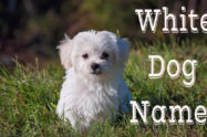 White Dog Names