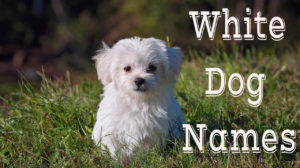 White Dog Names