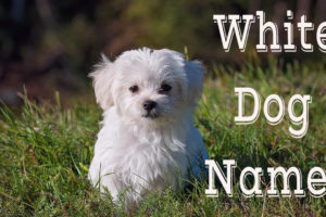 White Dog Names