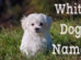 White Dog Names