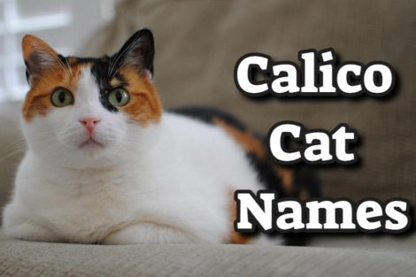 Calico Cat Names