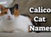 Calico Cat Names