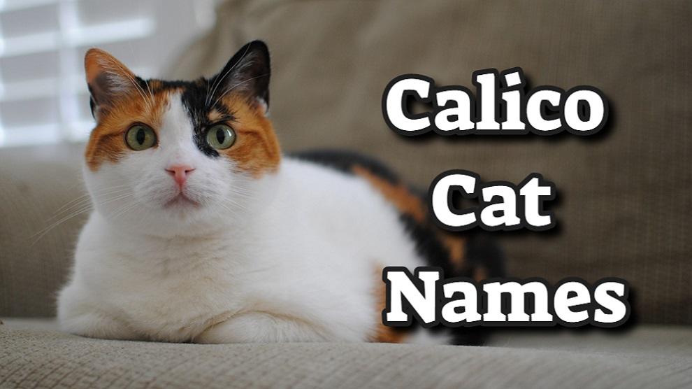 200+ Best Calico Cat Names With Meanings - Petmoo