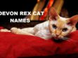 Devon Rex Cat Names