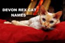 Devon Rex Cat Names