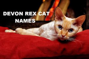 Devon Rex Cat Names