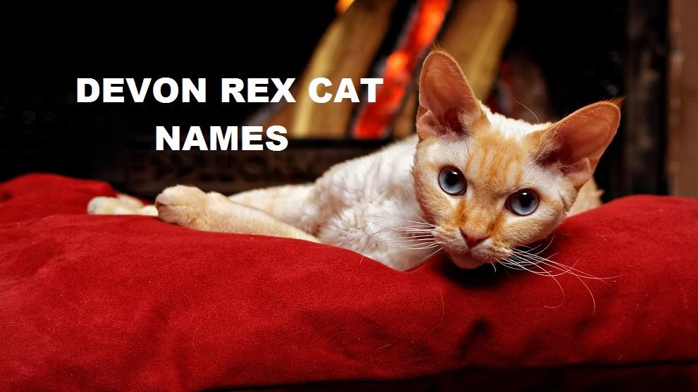 Devon Rex Cat Names