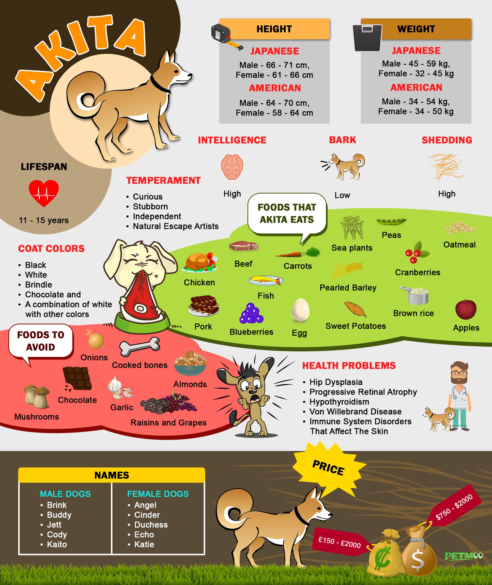 Akita Infographic