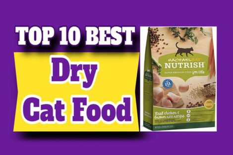 Best Dry Cat Food