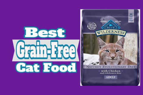 Best Grain-Free Cat Food