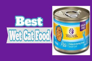 Best Wet Cat Food