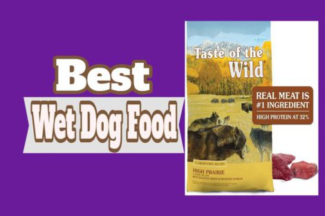 Best Wet Dog Food
