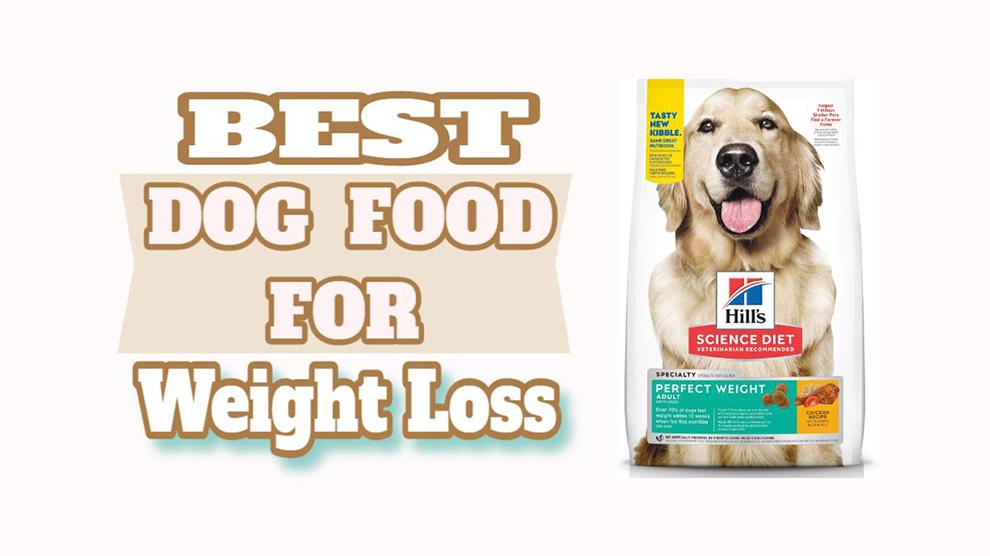 Best Dog Food For Weight Loss