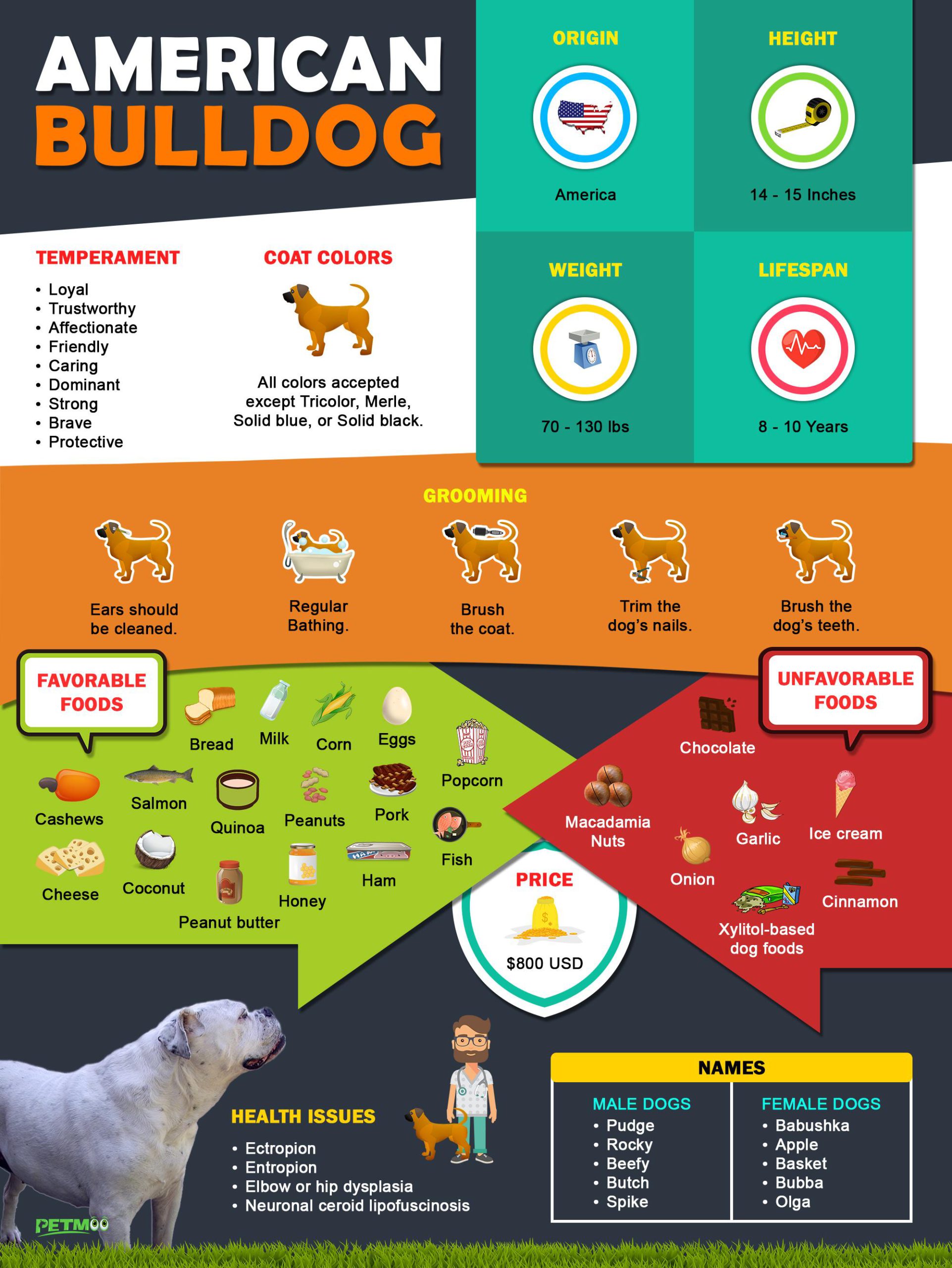 American Bulldog Infographic
