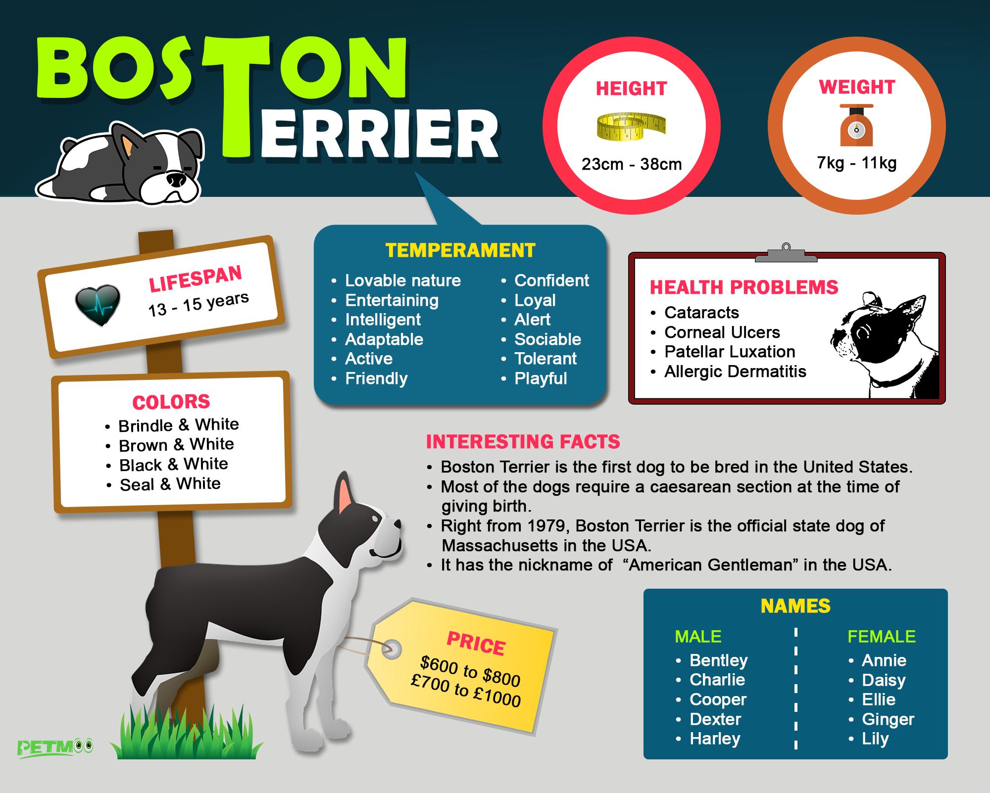 Boston Terrier Infographic