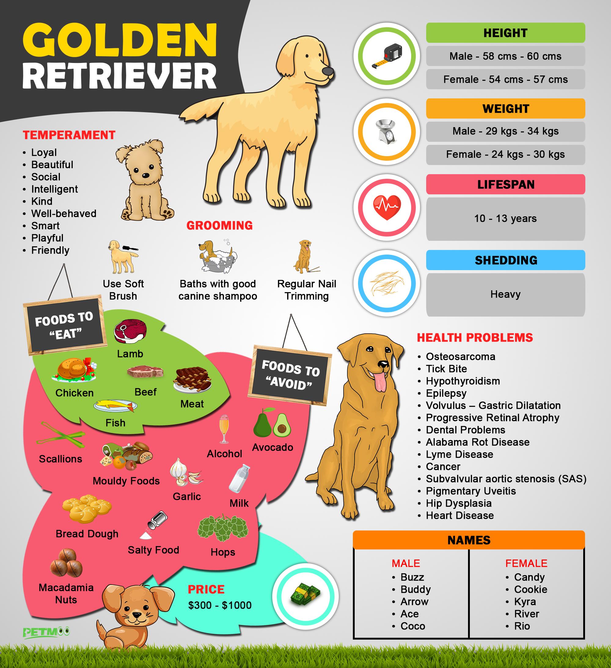 Golden Retriever Infographic