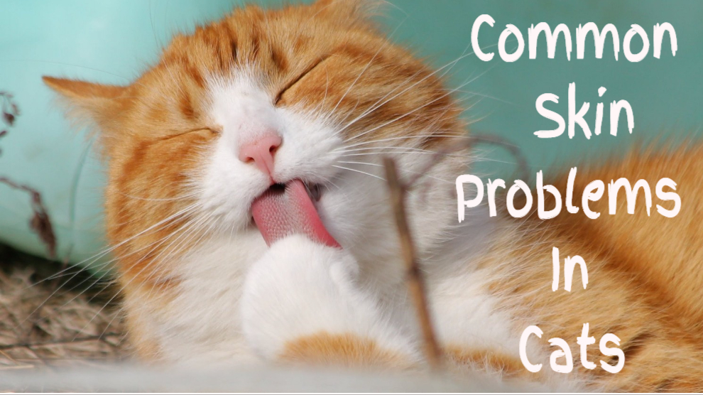 Common-Cat-Skin-Problems
