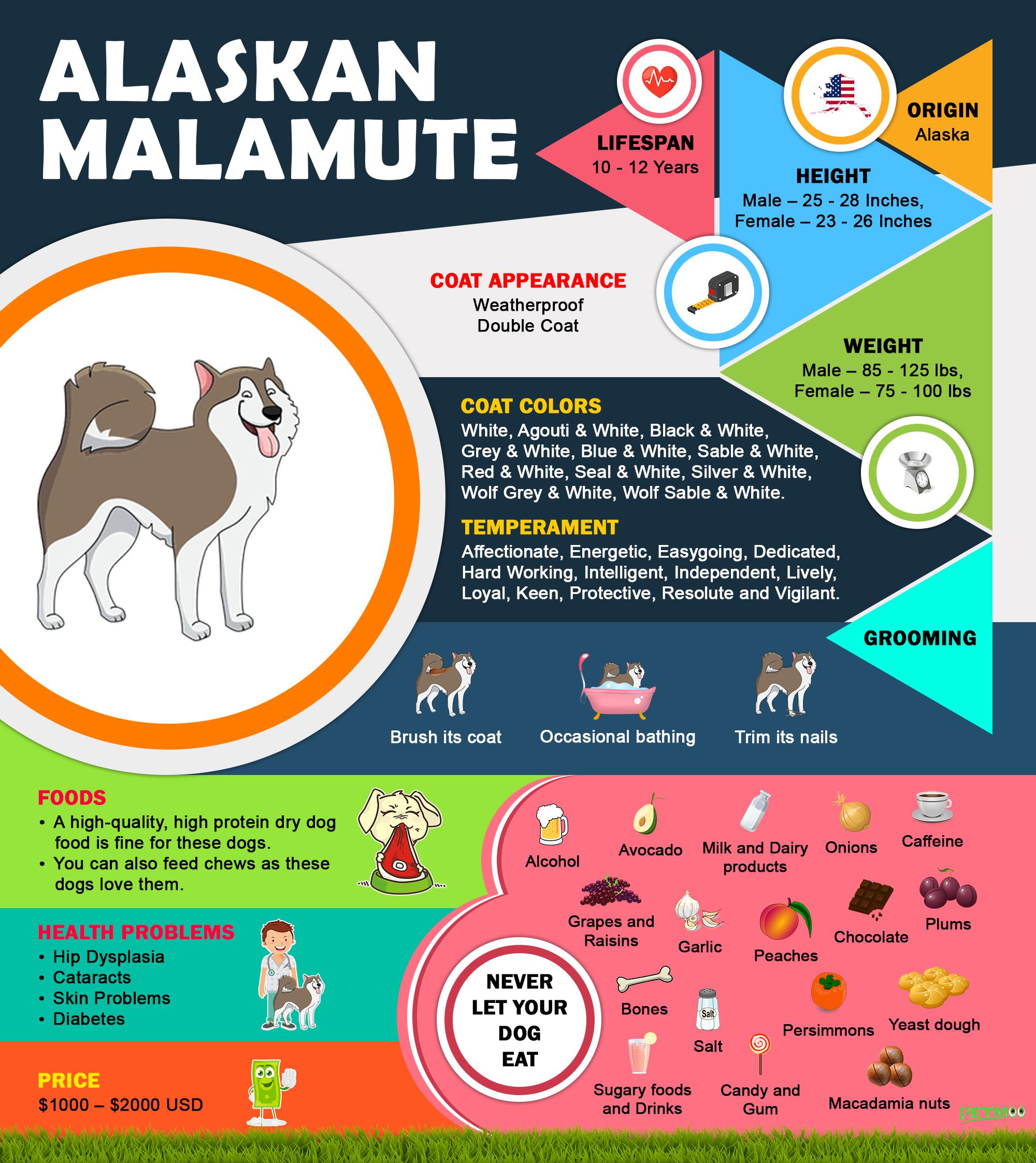 Alaskan Malamute 10 Must Know Dog Breed Information Petmoo