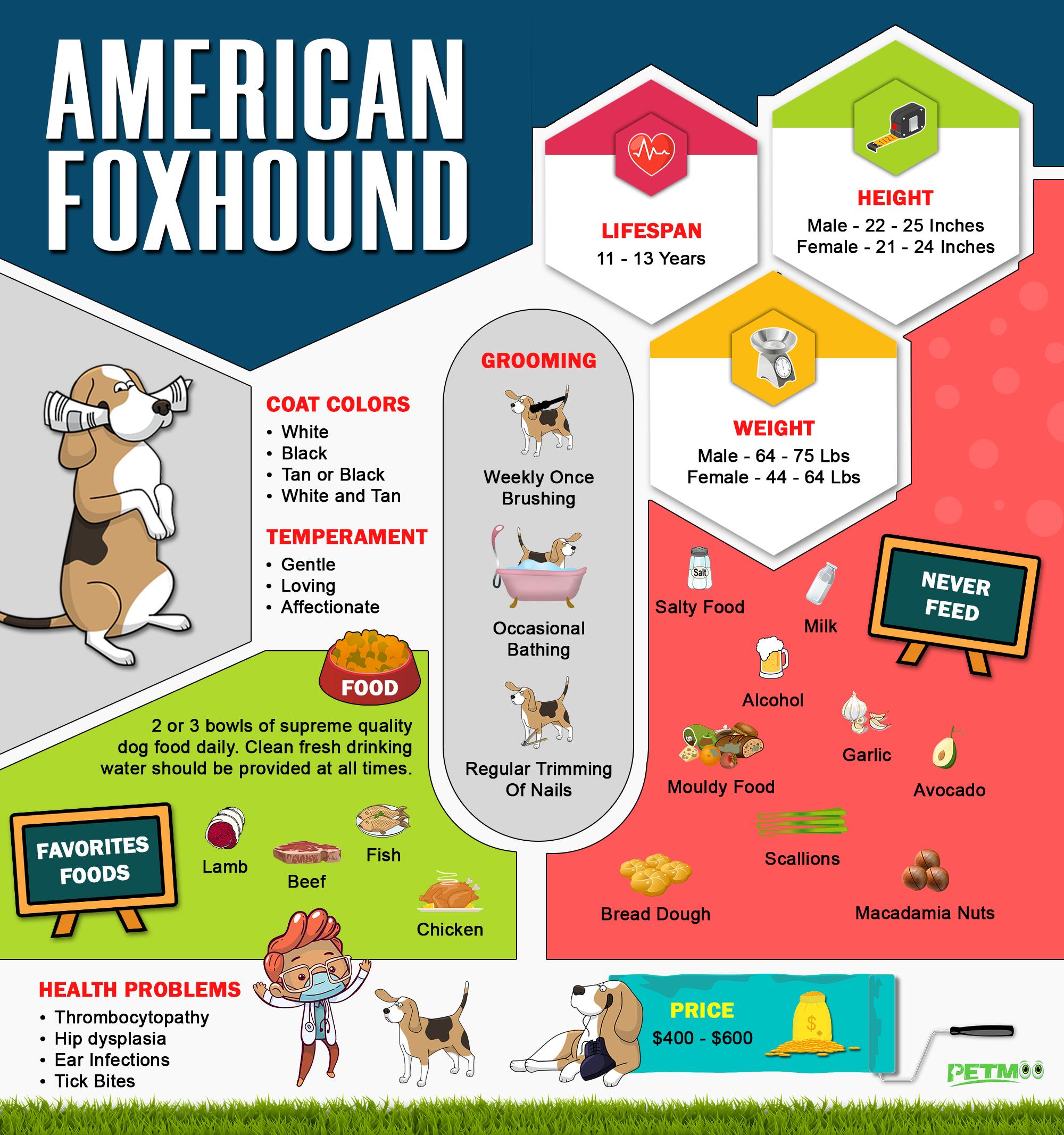 American Foxhound Infographic