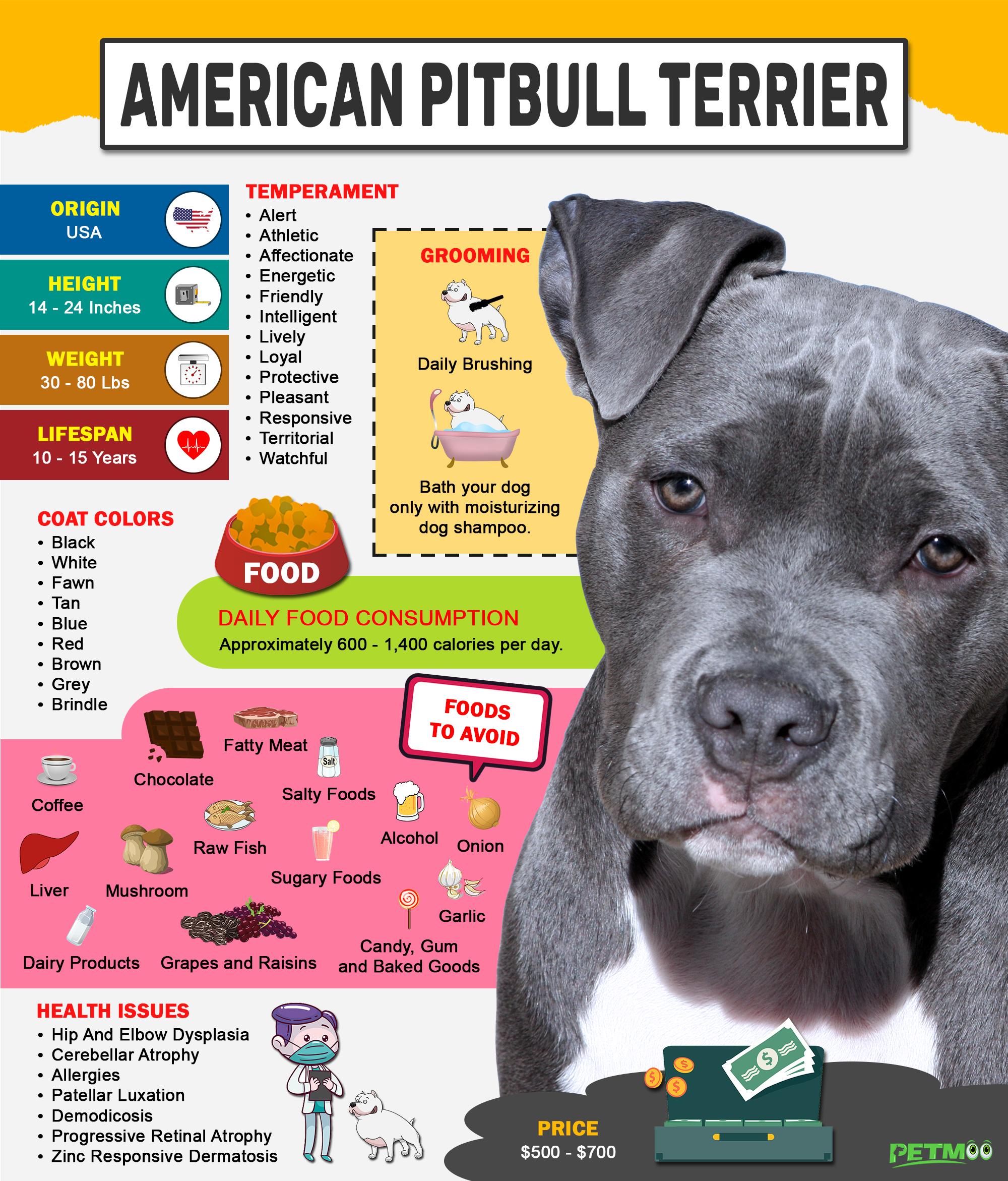 American Pitbull Terrier Infographic