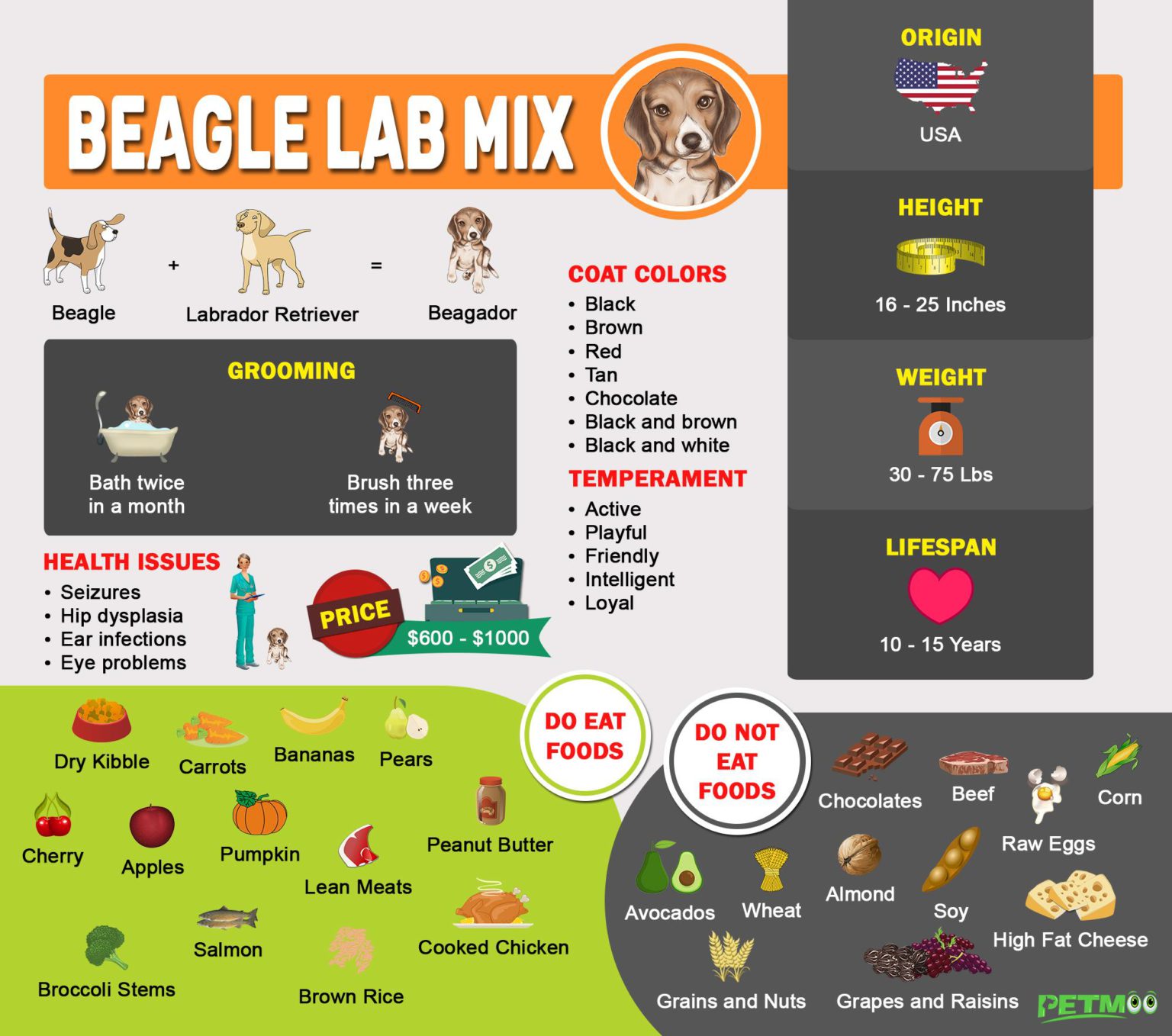 Beagle Lab Mix Complete Facts About The Beagador Petmoo