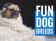 Fun Dog Breeds