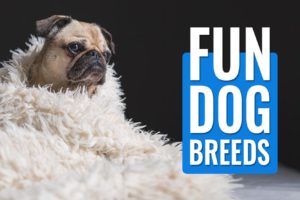 Fun Dog Breeds