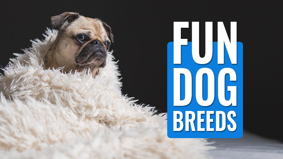 Fun Dog Breeds