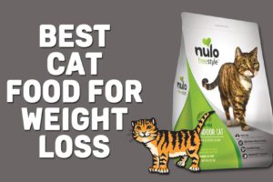 Best Cat Food For Weight Loss