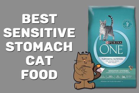 Best Sensitive Stomach Cat Food