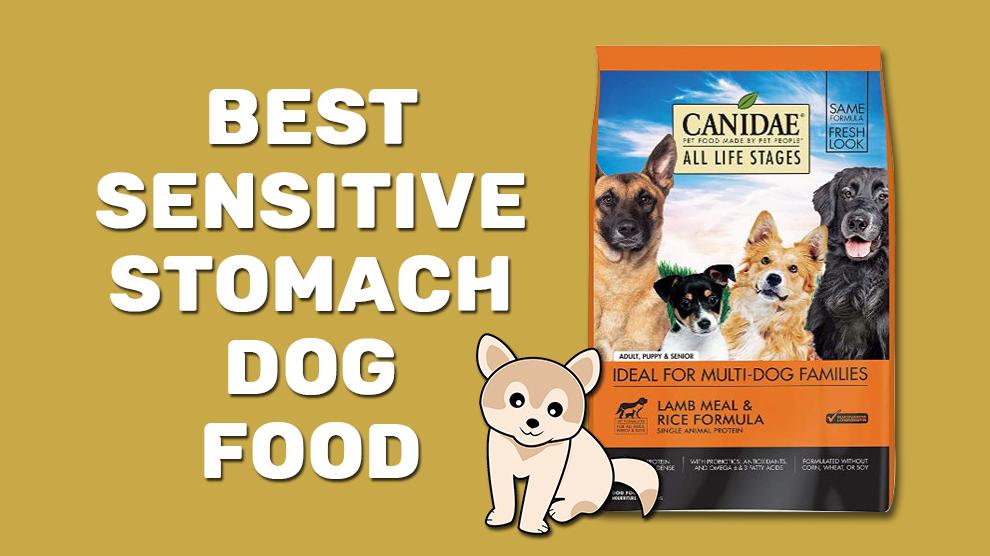 Best Sensitive Stomach Dog Food