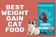 Best Weight Gain Cat Food