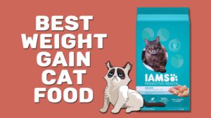 Best Weight Gain Cat Food