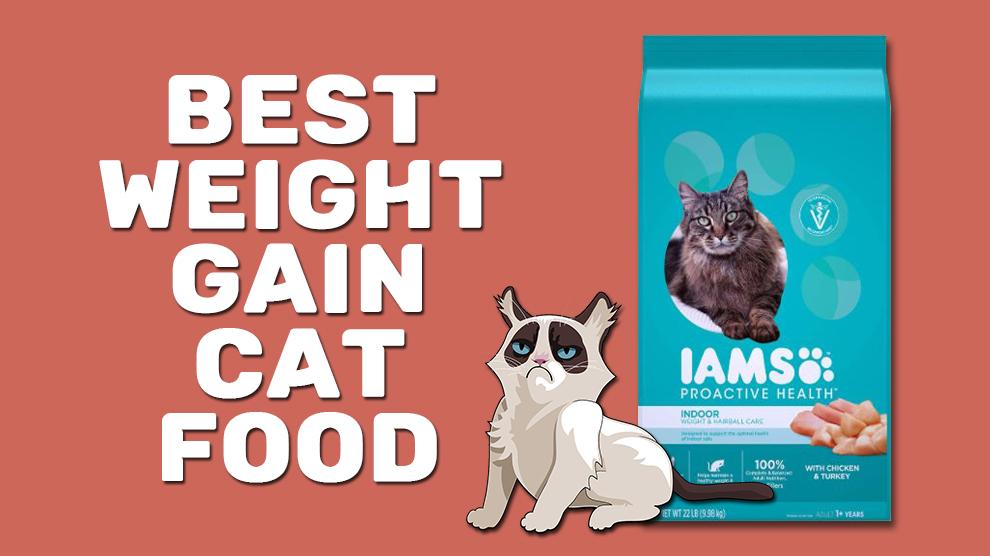 Best Weight Gain Cat Food