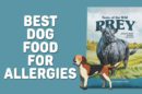 Best Dog Food For Allergies