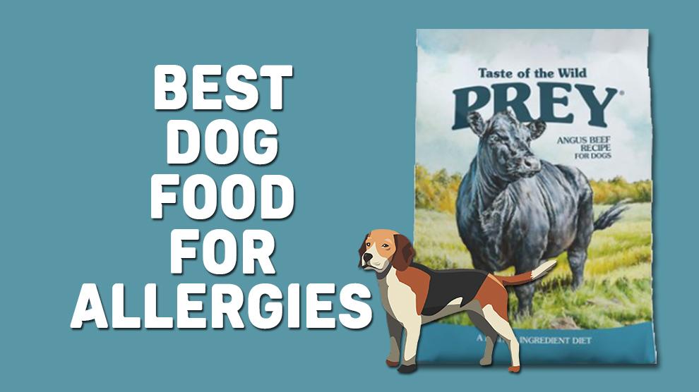 Best Dog Food For Allergies