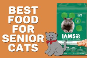 Best Food For Senior Cats