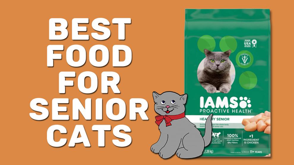 Best Food For Senior Cats