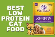 Best Low Protein Cat Food