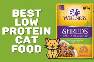Best Low Protein Cat Food