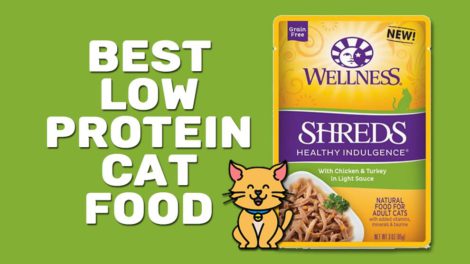 Best Low Protein Cat Food