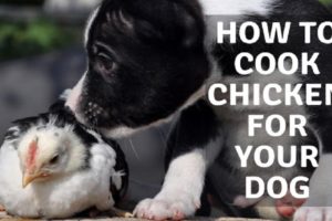 How To Cook Chicken For Your Dog