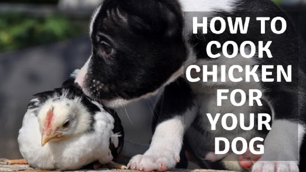 How To Cook Chicken For Your Dog