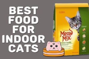 Best Food For Indoor Cats