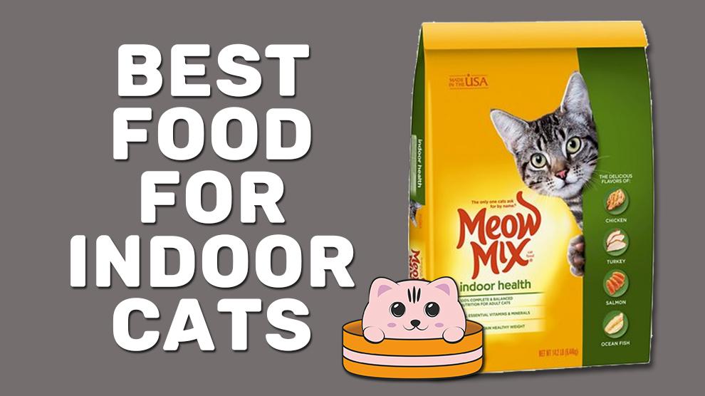 Best Food For Indoor Cats