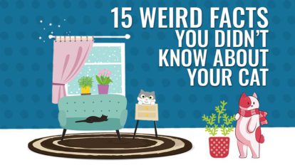 Weird Facts You Didn’t Know About Your Cat