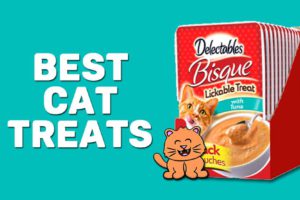 Best Cat Treats