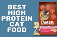 Best High Protein Cat Food